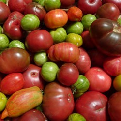 CUESA Heirloom Tomatoes