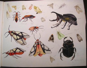 A page of my drawings of bugs that I found around my home in North Sumatra, some of which prompted my carving teacher to share cultural information unobtainable otherwise.