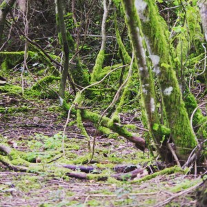 Along the Alumni Chip Trail, part of the woodland area on UVic’s campus. Photo: Erin McGuire.